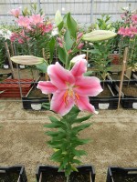 [4486 PO74 O 02 10549-03 No01.JPG]